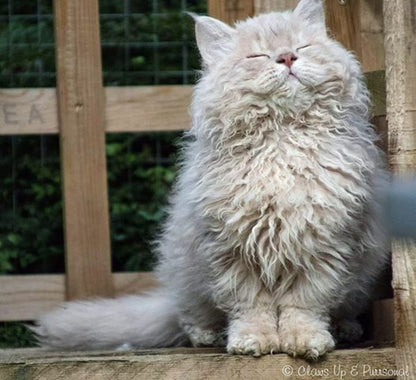 Salmon Oil for Dogs Cats Ferrets 100% Pure High in Omega 3 with Pump Fresh Pet®