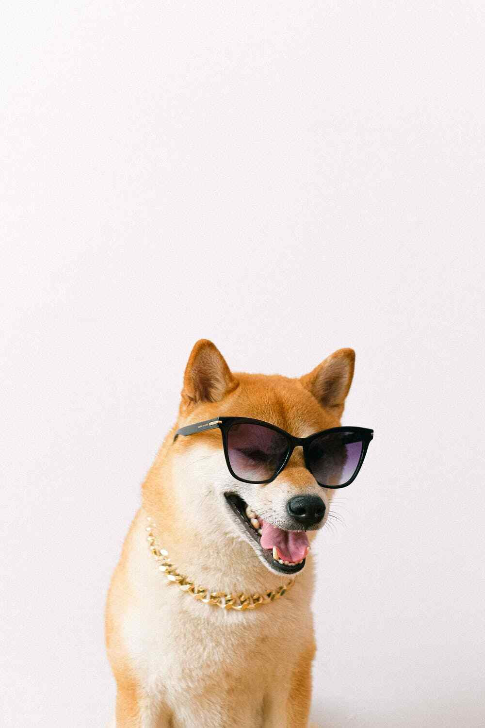 Salmon Oil for Dogs Cats Ferrets 100% Pure High in Omega 3 with Pump Fresh Pet®